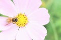 Honey bee and flower, insect honeybee, nature Royalty Free Stock Photo