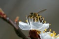 Bee on a flower, close-up Royalty Free Stock Photo