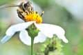 Honey bee pollinating a bidens pilosa flower, insect, honeybee, agriculture, nature