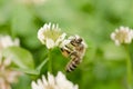 Bee on a flower clover