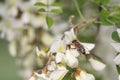 Bee on a flower, collecting honey.