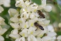 Bee on a flower, collecting honey.