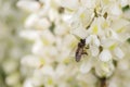 Bee on a flower, collecting honey.