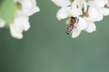 Bee on a flower, collecting honey.