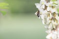 Bee on a flower, collecting honey.