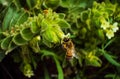 Bee on Flower