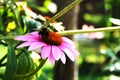 Bee on a flower