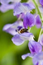 Bee on Flower Collecting Pollen