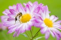 Bee on a flower