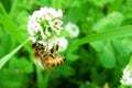 Bee Flower Collecting Pollen Green Royalty Free Stock Photo