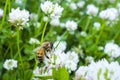 Bee Flower Collecting Pollen Green White