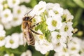 bee on flower collecting pollen