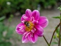 Bee in flower collector Royalty Free Stock Photo