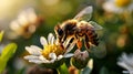 Bee on a flower collects nectar and pollen. Pollination of flowers. Generative AI