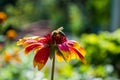 Bee on the flower Royalty Free Stock Photo