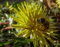 A bee on a flower covered in pollen