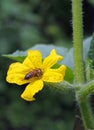 Bee on flower of cucumber Royalty Free Stock Photo