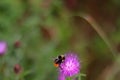 Bee on the flower Royalty Free Stock Photo