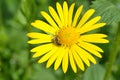 Bee on flower of Doronikum