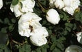 Bee on a flower of double brier