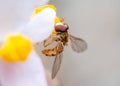 Marmalade hoverfly on a flower eating pollen Royalty Free Stock Photo