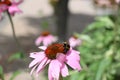 Bee on a flower of Echinacea purpurea in the garden Royalty Free Stock Photo