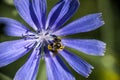 Bee on a flower of endive