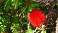 Bee on the flower of the eternally green plant Callistemon. plant pollination.