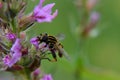 Bee on a flower