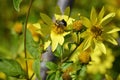 Bee on Flower Royalty Free Stock Photo