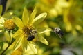 Bee on Flower Royalty Free Stock Photo