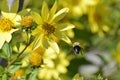 Bee on Flower Royalty Free Stock Photo