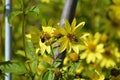 Bee on Flower Royalty Free Stock Photo