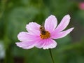 Bee and Flower Garden Cosmos Mexican Aster Royalty Free Stock Photo