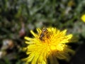 Bee on flower in the garden