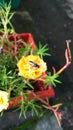 Bee yellow Flower photosyntesis garden insecta honey