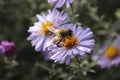 Bee and flower in the garden Royalty Free Stock Photo