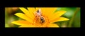 A bee on a flower of gatzania. Wide photo Royalty Free Stock Photo