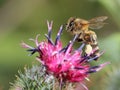 Bee on flower of greater burdock Royalty Free Stock Photo