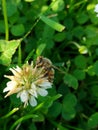 Bee flower green grass Royalty Free Stock Photo