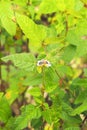 Bee on flower with green tone background