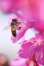 Honey bee pollinating cherry blossoms. insect, flower, agriculture honeybee, sakura, nature, vertical Royalty Free Stock Photo