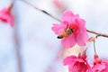 Honey bee pollinating cherry blossoms. insect, flower, agriculture honeybee, beauty in Nature