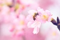 Honey bee pollinating cherry blossoms. insect, flower, agriculture honeybee, sakura, beauty in Nature