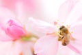 Honey bee pollinating cherry blossoms. insect, flower, agriculture honeybee, sakura, beauty in Nature