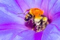 Honey Bee and flower pollination
