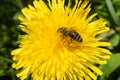 A bee on a flower. A honey bee collects nectar from a dandelion flower. Important for environmental sustainability