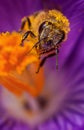 Bee in flower