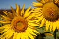 Bee on flower. Honey bee pollinating sunflower plant. European honey bee. Apis mellifera on Helianthus annuus