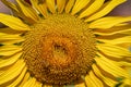 Bee on flower. Honey bee pollinating sunflower plant. European honey bee. Apis mellifera on Helianthus annuus